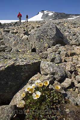 BB 06 0078 / Ranunculus glacialis / Issoleie
